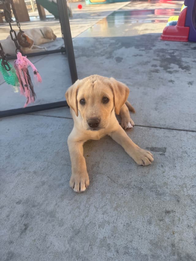 Labrador Retriever Puppies media 3