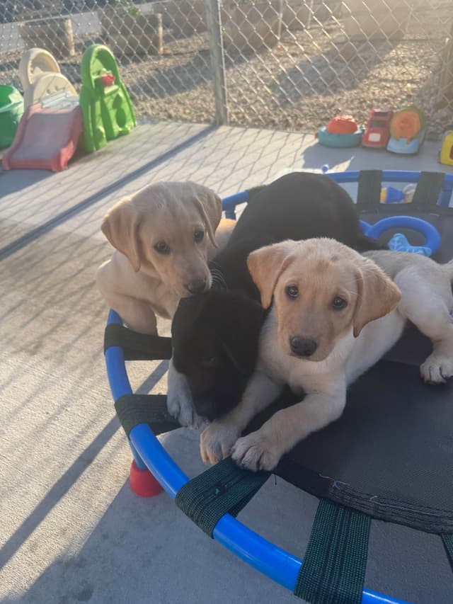 Labrador Retriever Puppies media 4