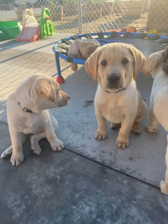 Labrador Retriever Puppies media 5