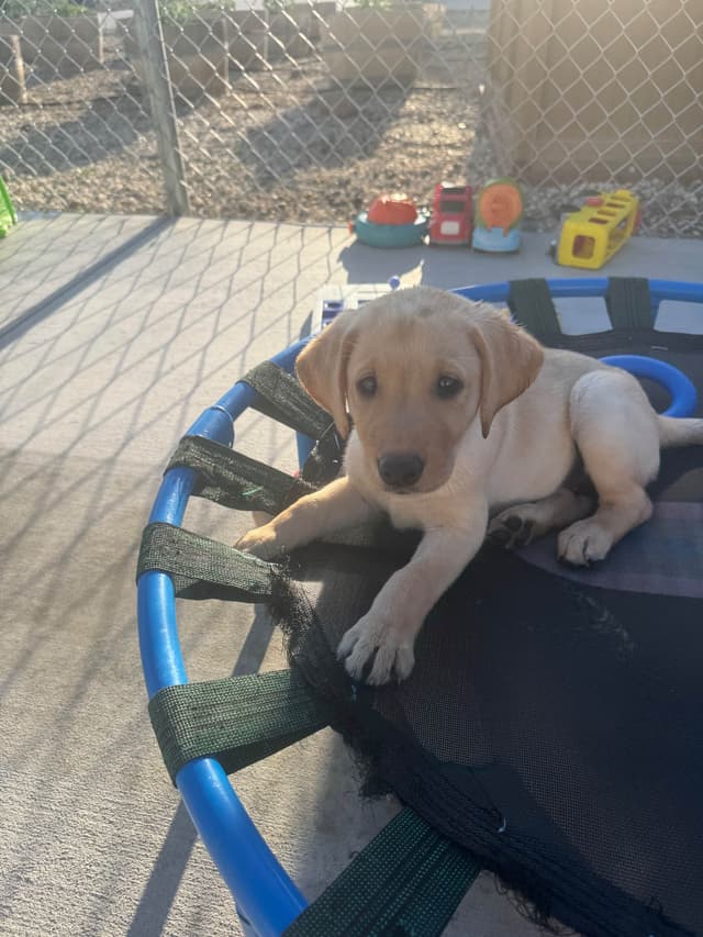 Labrador Retriever Puppies media 6