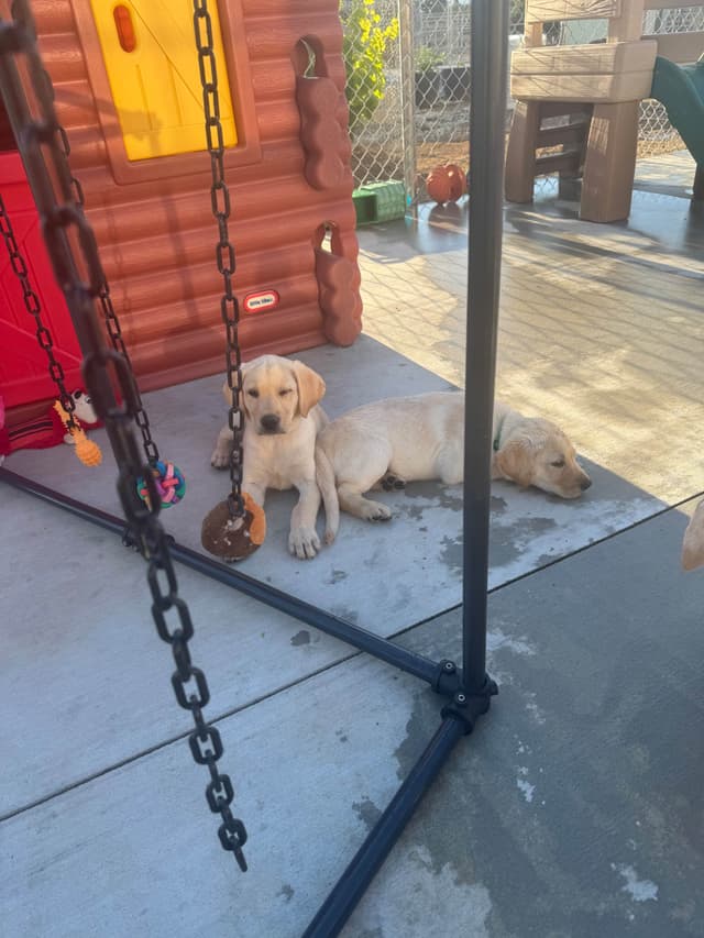 Labrador Retriever Puppies media 7