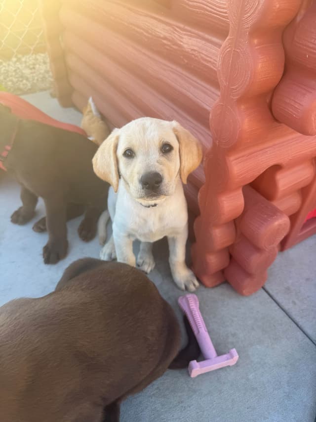 Labrador Retriever Puppies media 9