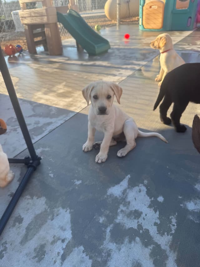 Labrador Retriever Puppies media 10