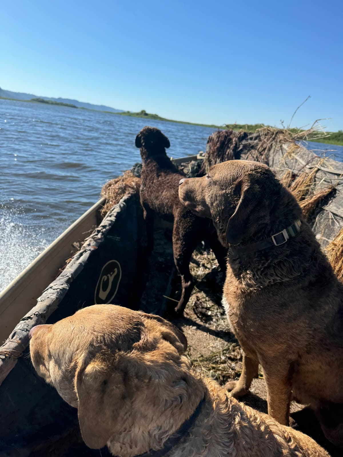Chesapeake Bay Retriever Puppies breeder image 1