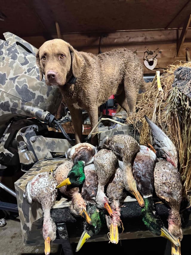 Chesapeake Bay Retriever Puppies media 5