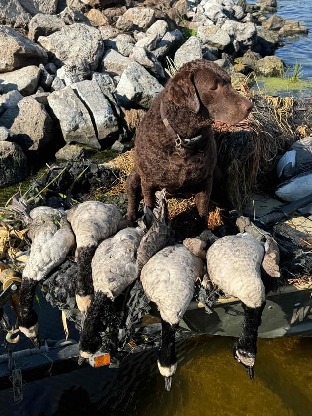 Chesapeake Bay Retriever Puppies media 4