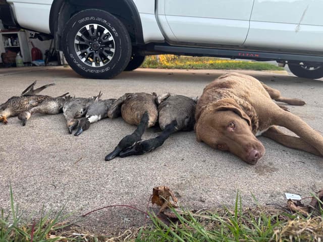 Chesapeake Bay Retriever Puppies media 7