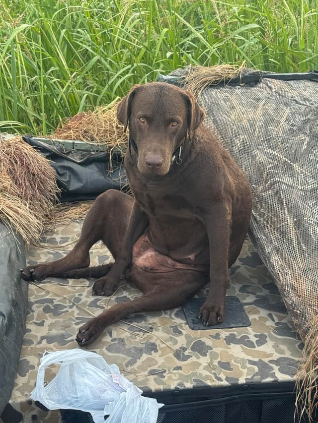 Chesapeake Bay Retriever Puppies media 8