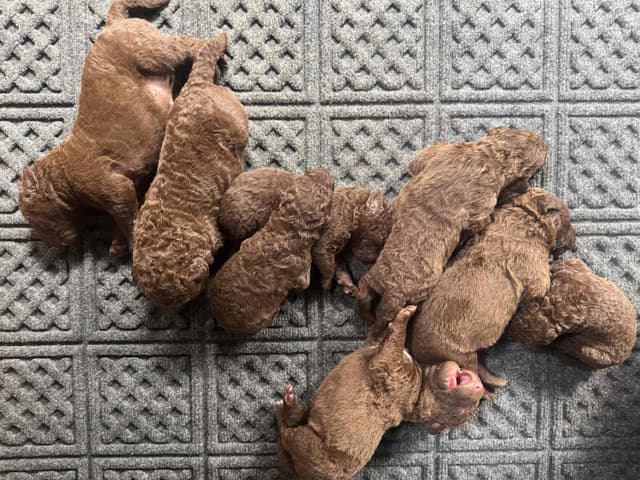 Chesapeake Bay Retriever Puppies media 2