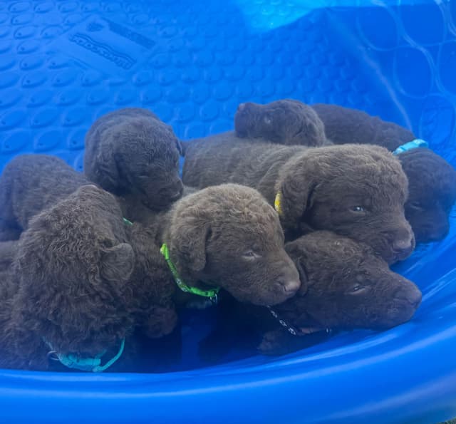Chesapeake Bay Retriever Puppies media 3