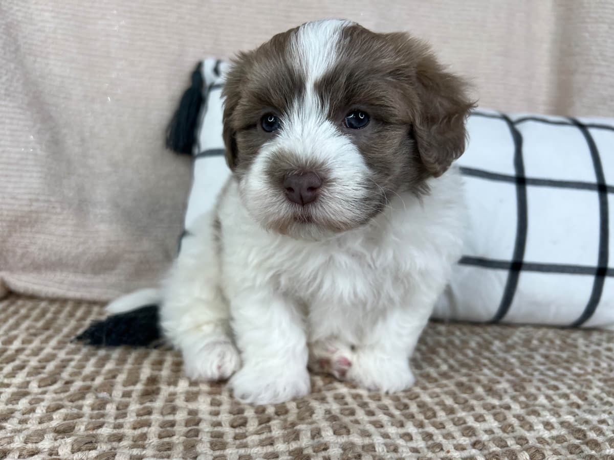 Beautiful Havanese Puppies breeder image 1