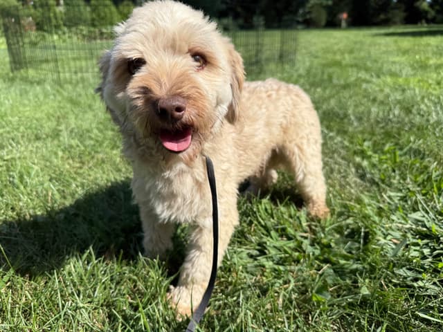 Beautiful Havanese Puppies media 6