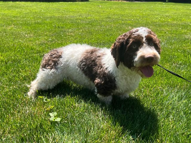 Beautiful Havanese Puppies media 5