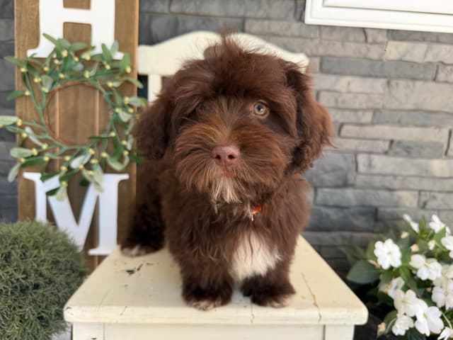 Beautiful Havanese Puppies media 2