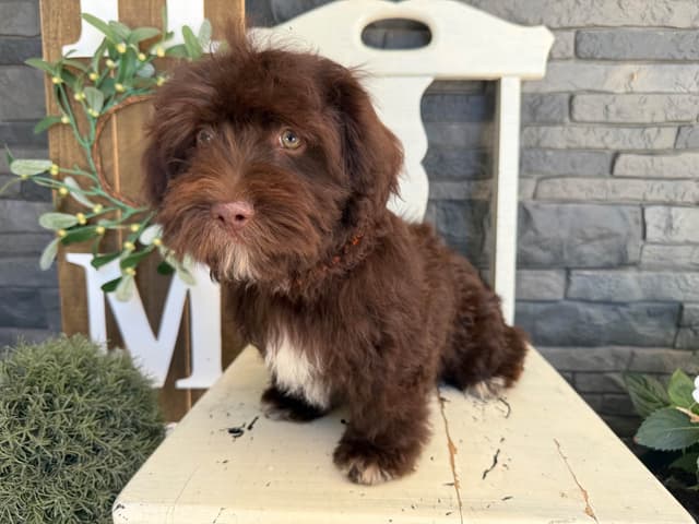 Beautiful Havanese Puppies media 3
