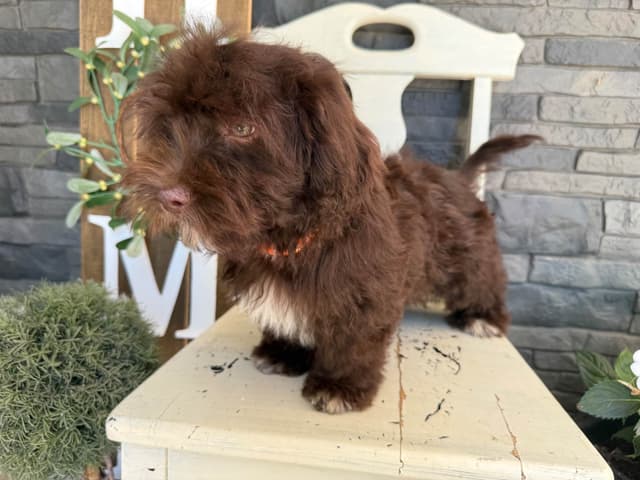 Beautiful Havanese Puppies media 4
