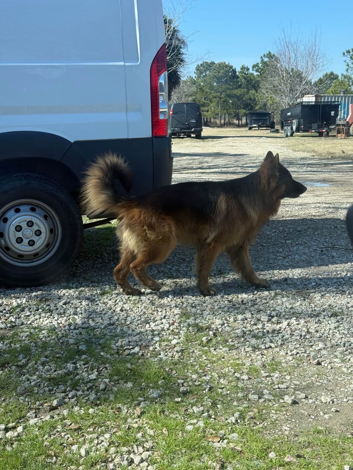German Shepherd Dog Puppies breeder image 1