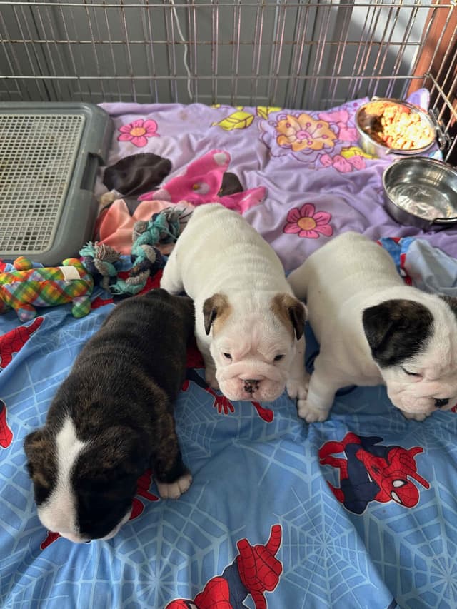 Bulldog Puppies on the SpaceCoast! media 2