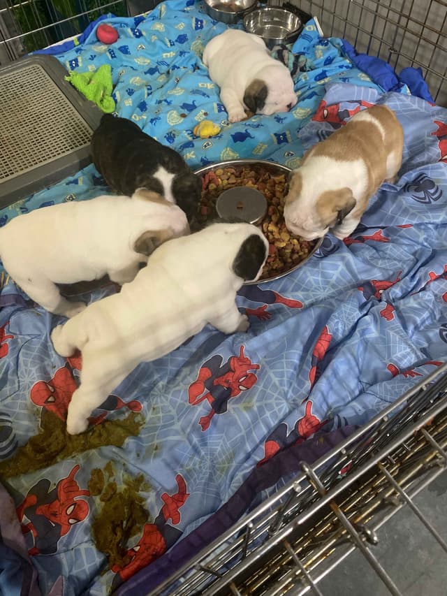 Bulldog Puppies on the SpaceCoast! media 3
