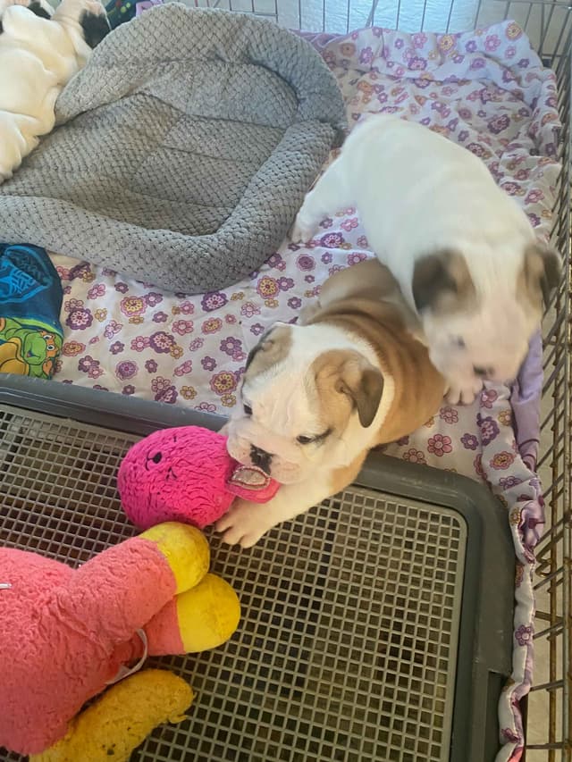 Bulldog Puppies on the SpaceCoast! media 4