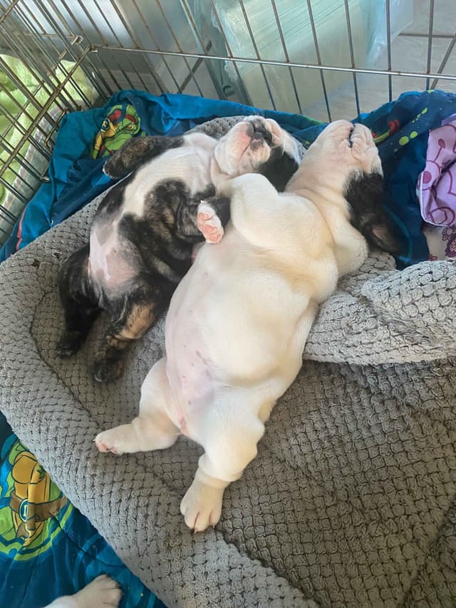 Bulldog Puppies on the SpaceCoast! media 5