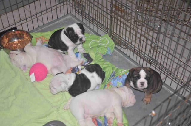 Bulldog Puppies on the SpaceCoast! media 7
