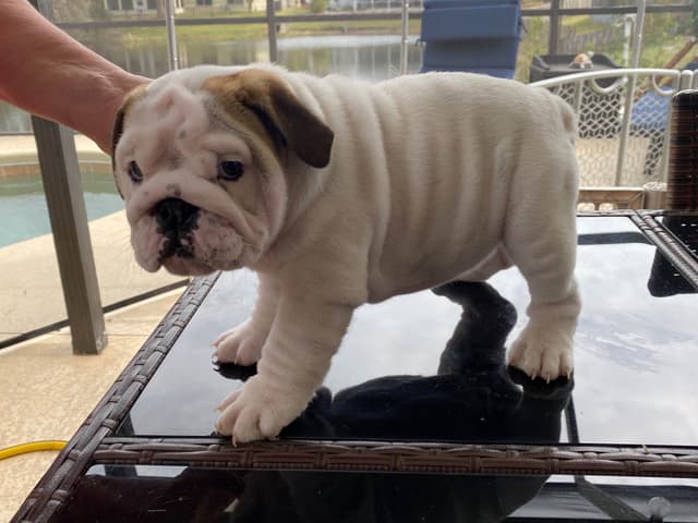 Bulldog Puppies on the SpaceCoast! media 9