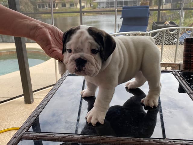 Bulldog Puppies on the SpaceCoast! media 10