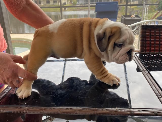 Bulldog Puppies on the SpaceCoast! media 11