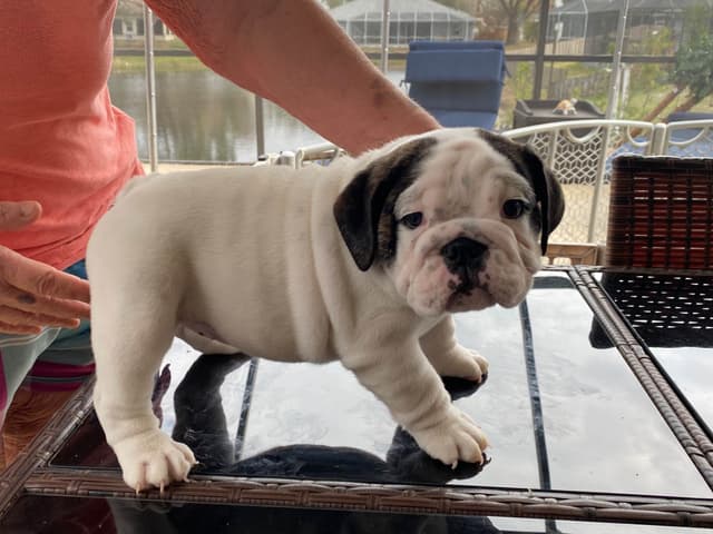 Bulldog Puppies on the SpaceCoast! media 12