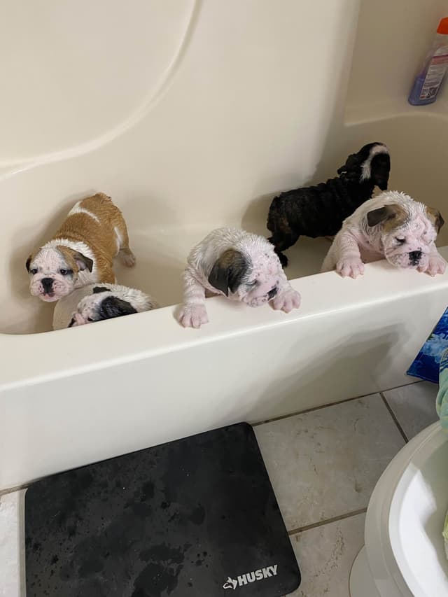 Bulldog Puppies on the SpaceCoast! media 13
