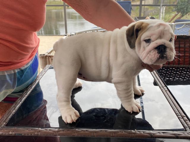 Bulldog Puppies on the SpaceCoast! media 14