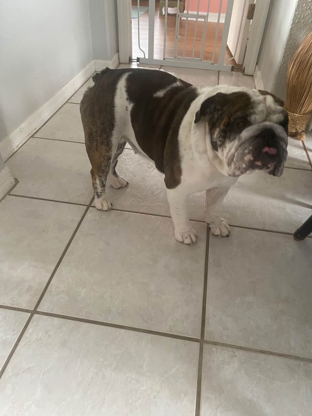 Bulldog Puppies on the SpaceCoast! media 15