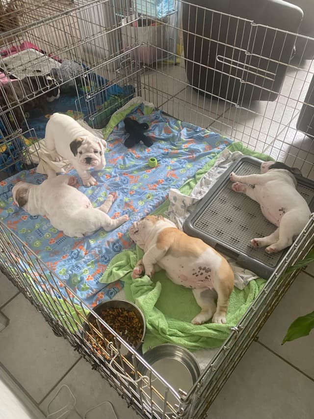 Bulldog Puppies on the SpaceCoast! media 19