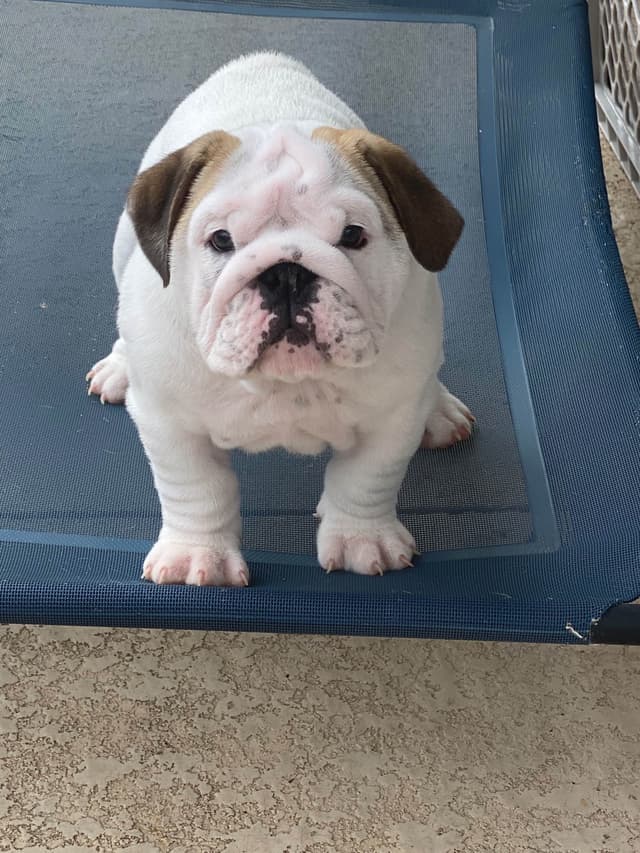 Bulldog Puppies on the SpaceCoast! media 20