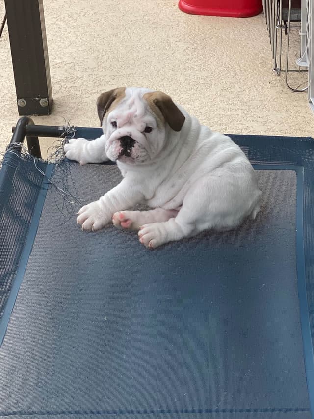 Bulldog Puppies on the SpaceCoast! media 21