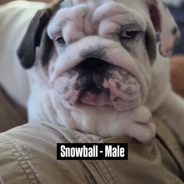 Bulldog Puppies on the SpaceCoast! media 23