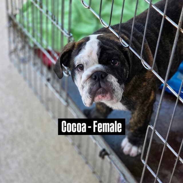 Bulldog Puppies on the SpaceCoast! media 24