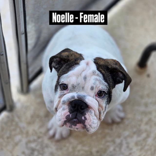 Bulldog Puppies on the SpaceCoast! media 25
