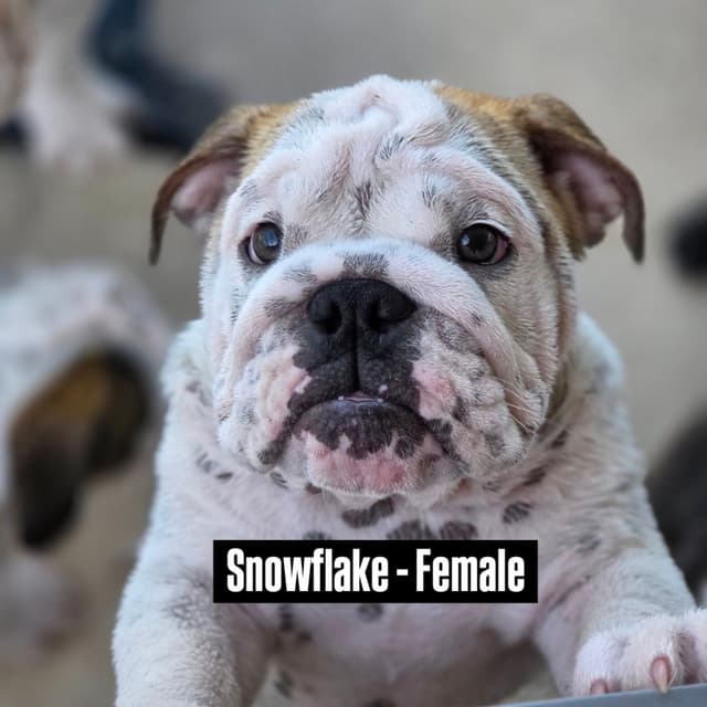 Bulldog Puppies on the SpaceCoast! media 27