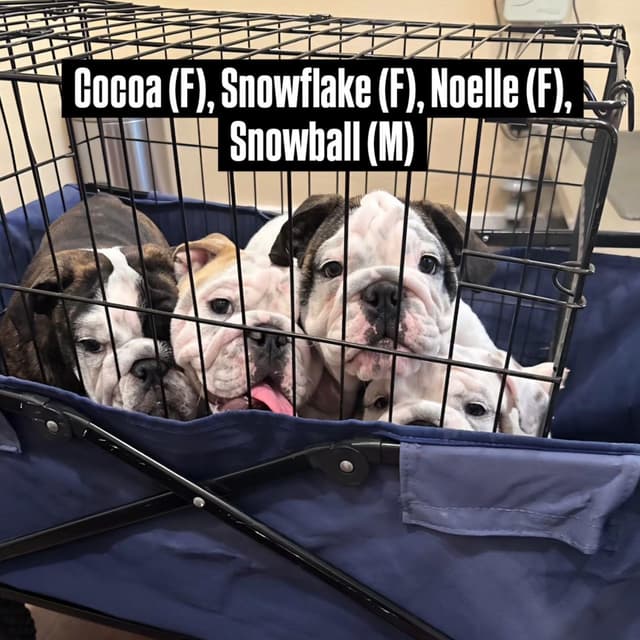 Bulldog Puppies on the SpaceCoast! media 29