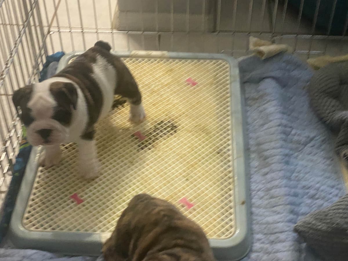 Bulldog Puppies on the SpaceCoast! breeder image 2