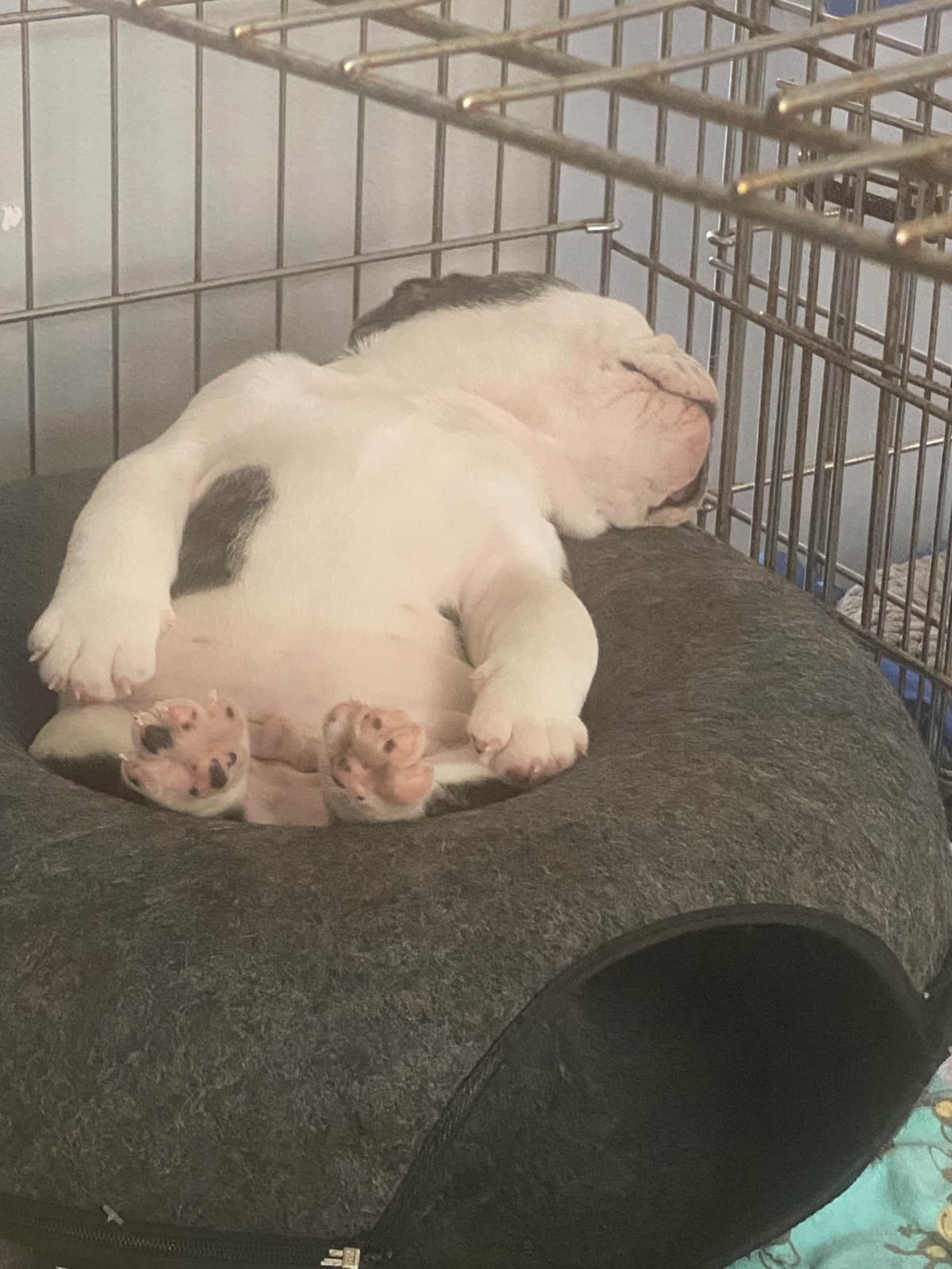 Bulldog Puppies on the SpaceCoast! breeder image 3