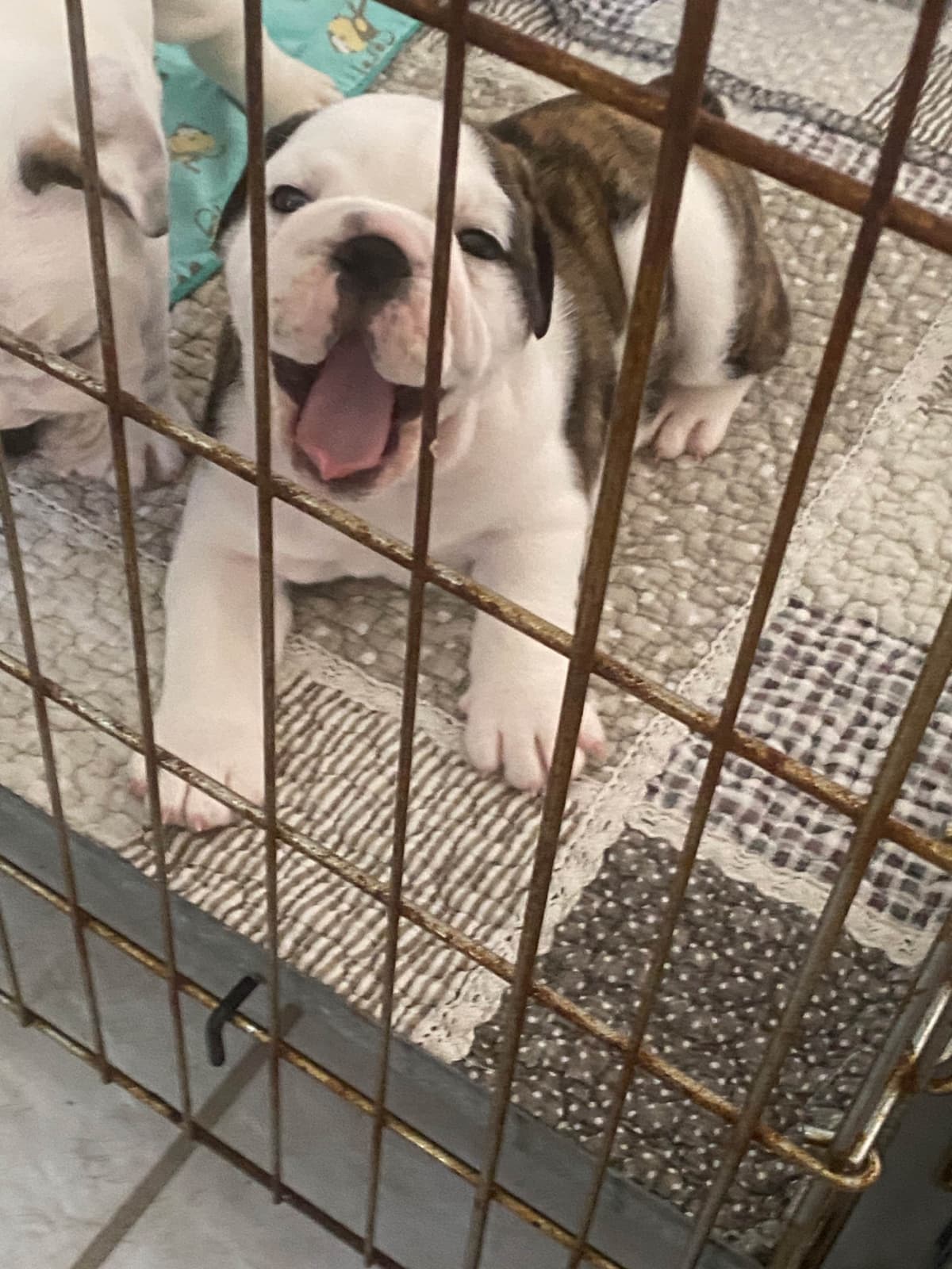Bulldog Puppies on the SpaceCoast! breeder image 4
