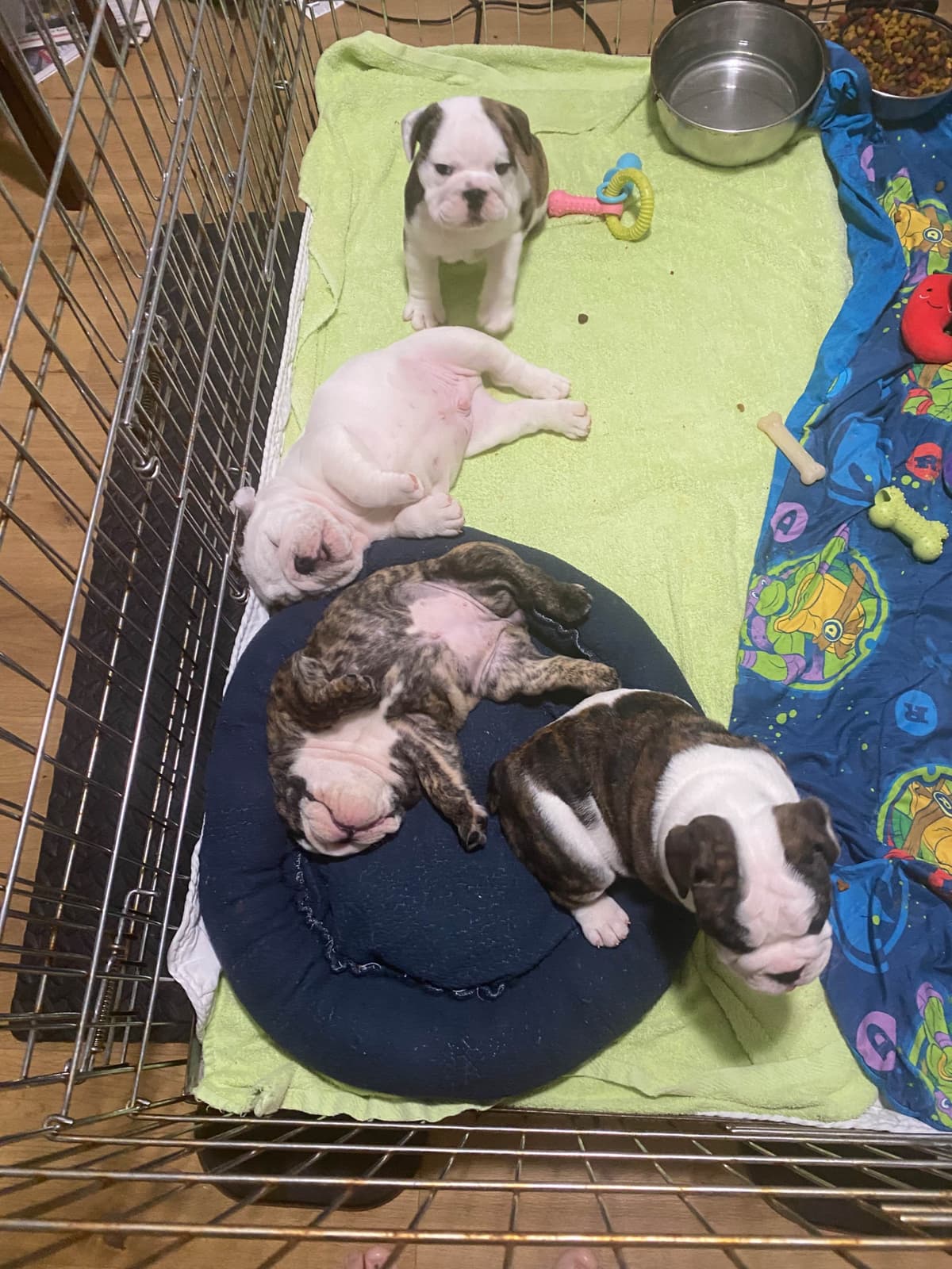 Bulldog Puppies on the SpaceCoast! breeder image 5