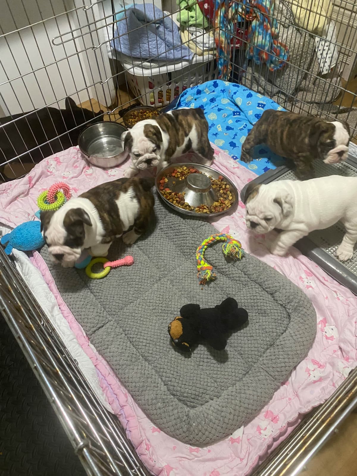 Bulldog Puppies on the SpaceCoast! breeder image 6