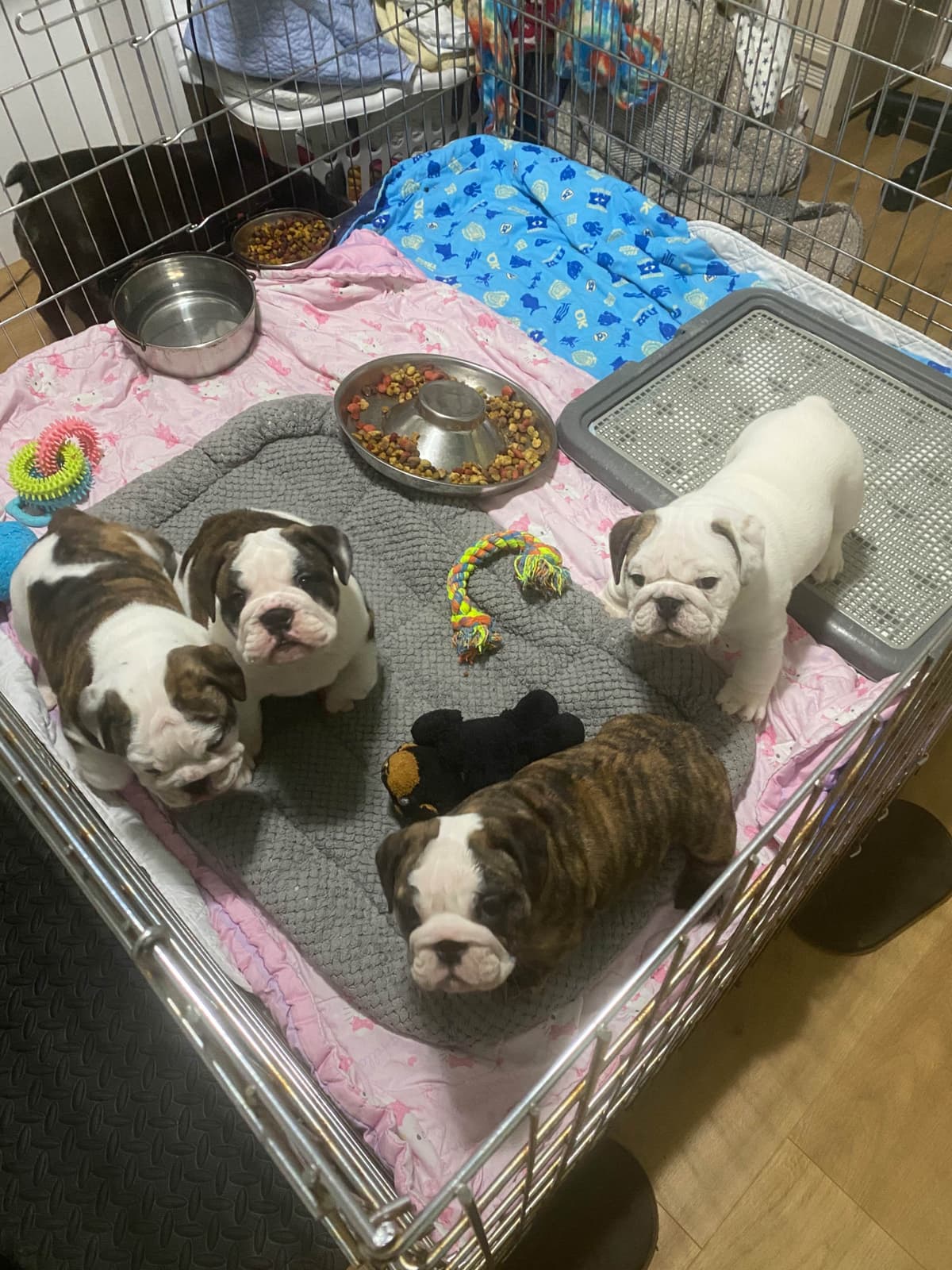 Bulldog Puppies on the SpaceCoast! breeder image 7
