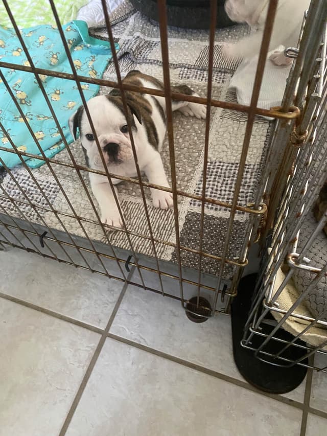 The LazyBulldog Ranch Puppies on the SpaceCoast! media 4