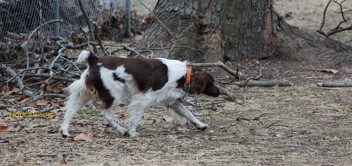 Brittany Puppies breeder image 2