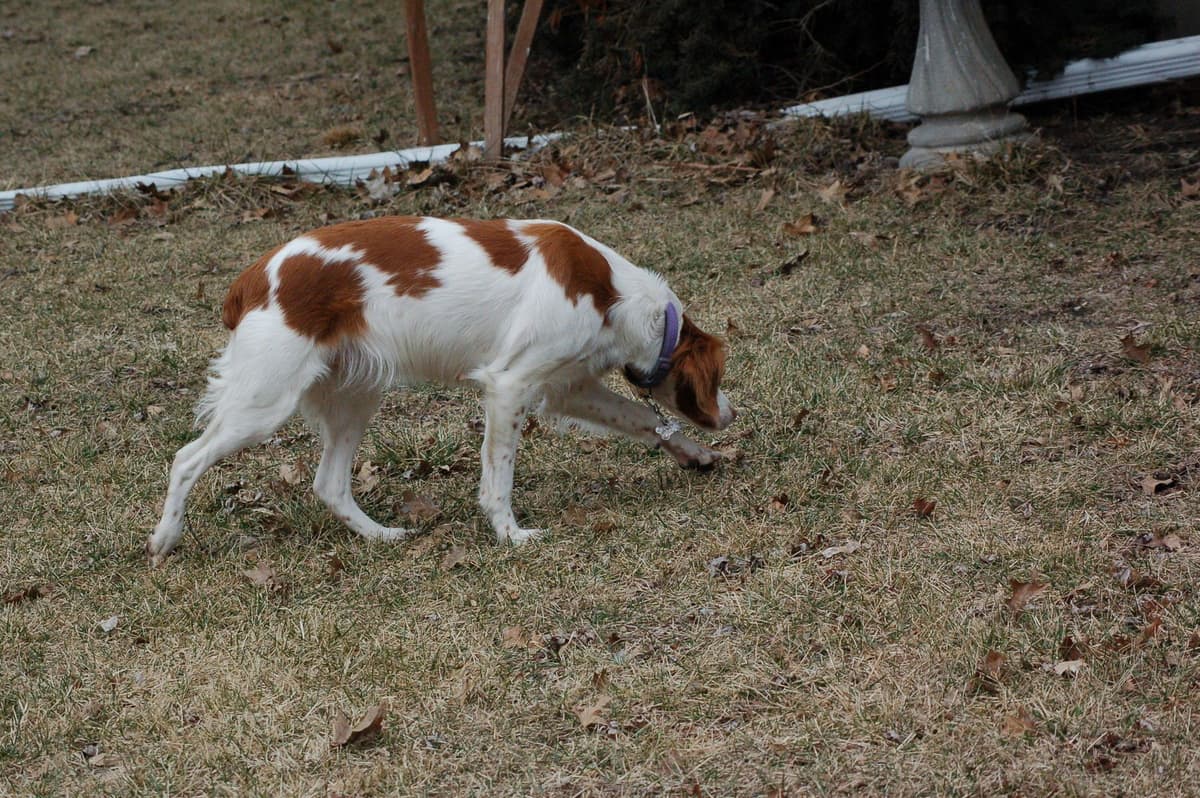 Brittany Puppies breeder image 3